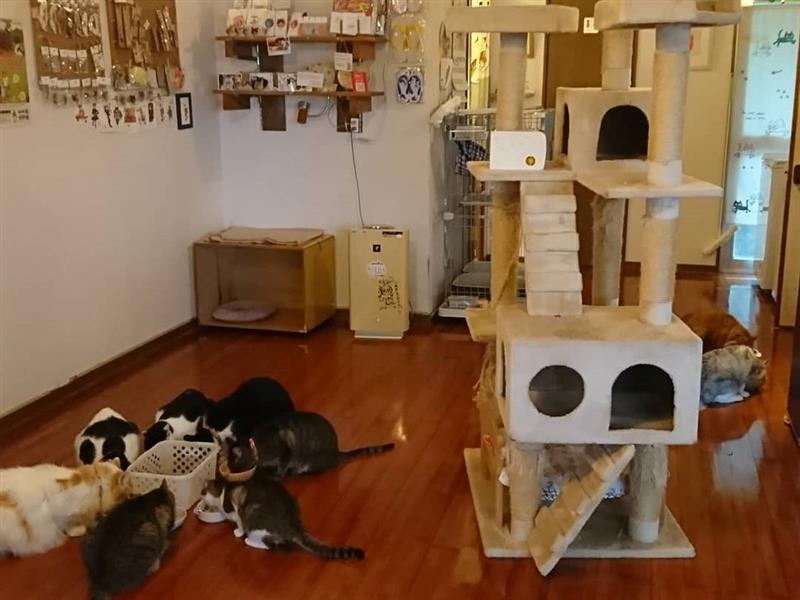猫も遊べる喫茶店毛玉 沖縄 南城市 玉城 猫カフェ ちゅらグルメ 猫も遊べる喫茶店毛玉 沖縄 南城市 玉城 猫カフェ ちゅらグルメ