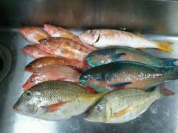 本日の県産地魚