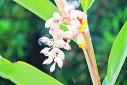 店名の由来の植物・月桃の花