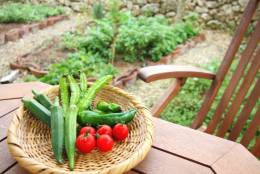 自家栽培の野菜も使用しています